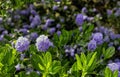 Ceanothus thyrsiflorus, known as blueblossom or blue blossom ceanothus, is an evergreen shrub in the genus Ceanothus Royalty Free Stock Photo