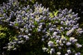 Ceanothus thyrsiflorus, known as blueblossom or blue blossom ceanothus, is an evergreen shrub in the genus Ceanothus that is endem Royalty Free Stock Photo