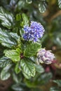 Ceanothus thyrsiflorus, lilac coming into flower Royalty Free Stock Photo