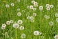 Cease blooming dandelion flowers in June