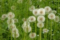 Cease blooming dandelion flowers in June