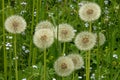 Cease blooming dandelion flowers in June