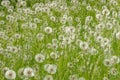 Cease blooming dandelion flowers in June