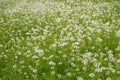 Cease blooming dandelion flowers in June