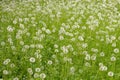 Cease blooming dandelion flowers in June