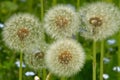 Cease blooming dandelion flowers in June