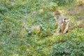 Cebidae Monkeys and Lizard at Zoo