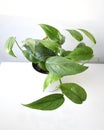 Cebu blue pothos, Epipremnum pinnatum