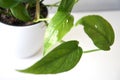 Cebu blue pothos, Epipremnum pinnatum