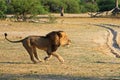 Cecil the Hwange Lion Royalty Free Stock Photo