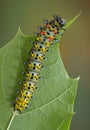 Cecropia caterpillar crawling on leaf. Royalty Free Stock Photo