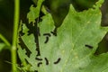 Cecropia Caterpillar First Instar - Hyalophora cecropia