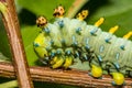 Cecropia Caterpillar Forth Instar - Hyalophora cecropia Royalty Free Stock Photo