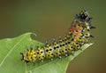 Cecropia caterpillar on leaf Royalty Free Stock Photo