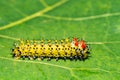 Cecropia Caterpillar Second Instar - Hyalophora cecropia