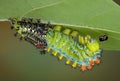 Cecropia caterpillar shedding Royalty Free Stock Photo