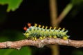 Cecropia Caterpillar Third Instar - Hyalophora cecropia