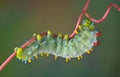 Cecropia caterpillar on vine Royalty Free Stock Photo