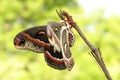 Cecropia Moth Royalty Free Stock Photo