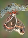Cecropia moth on branch Royalty Free Stock Photo