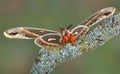 Cecropia moth on branch Royalty Free Stock Photo