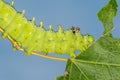 Cecropia Moth Caterpillar Royalty Free Stock Photo