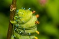 Cecropia Moth Caterpillar Royalty Free Stock Photo