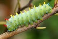 Cecropia Moth caterpillar, Hyalophora cecropia Royalty Free Stock Photo