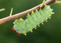 Cecropia Moth caterpillar, Hyalophora cecropia Royalty Free Stock Photo