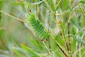 Cecropia Moth Caterpillar on a willow bush Royalty Free Stock Photo