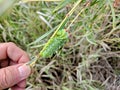 Cecropia Moth Caterpillar on a willow bush Royalty Free Stock Photo