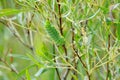 Cecropia Moth Caterpillar on a willow bush Royalty Free Stock Photo