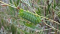 Cecropia Moth Caterpillar on a willow bush Royalty Free Stock Photo