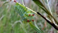 Cecropia Moth Caterpillar on a willow bush Royalty Free Stock Photo