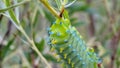 Cecropia Moth Caterpillar on a willow bush Royalty Free Stock Photo