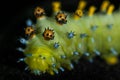 Cecropia Moth Caterpillar Royalty Free Stock Photo