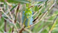 Cecropia Moth Caterpillar on a willow bush Royalty Free Stock Photo