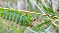 Cecropia Moth Caterpillar on a willow bush Royalty Free Stock Photo