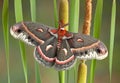 Cecropia moth on cattails Royalty Free Stock Photo