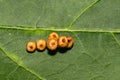 Cecropia Moth Eggs - Hyalophora cecropia Royalty Free Stock Photo