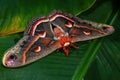 Cecropia Moth - Hyalophora cecropia Royalty Free Stock Photo