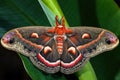 Cecropia Moth - Hyalophora cecropia Royalty Free Stock Photo