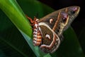 Cecropia Moth - Hyalophora cecropia Royalty Free Stock Photo