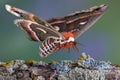 Cecropia moth landing on branch Royalty Free Stock Photo