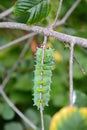 Cecropia Moth Larva Royalty Free Stock Photo