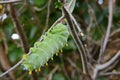 Cecropia Moth Larva Royalty Free Stock Photo