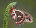 Cecropia moth on pine Royalty Free Stock Photo