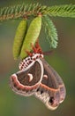 Cecropia moth on pine cone Royalty Free Stock Photo