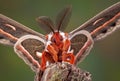 Cecropia Moth Portrait Royalty Free Stock Photo