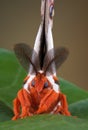 Cecropia moth portrait Royalty Free Stock Photo